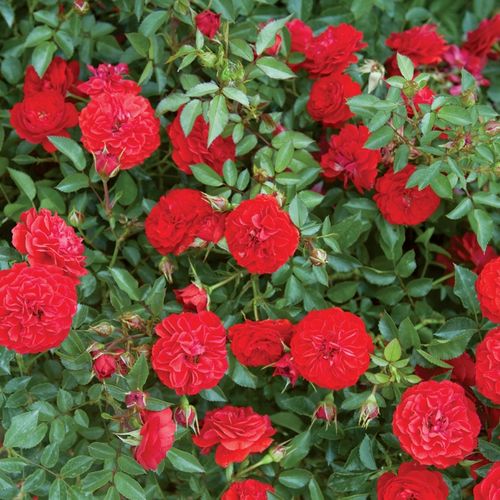 Virágágyi polianta rózsa - Rózsa - Big Bang® - Online rózsa vásárlás